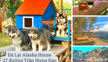 Một không gian đầy chó với các dòng cao cấp từ alaska đến các dòng nhỏ nhỏ dễ thương