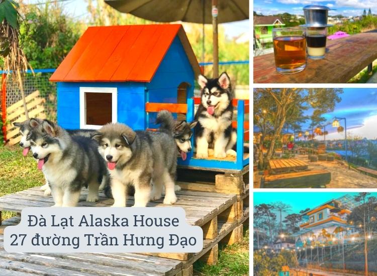 Một không gian đầy chó với các dòng cao cấp từ alaska đến các dòng nhỏ nhỏ dễ thương