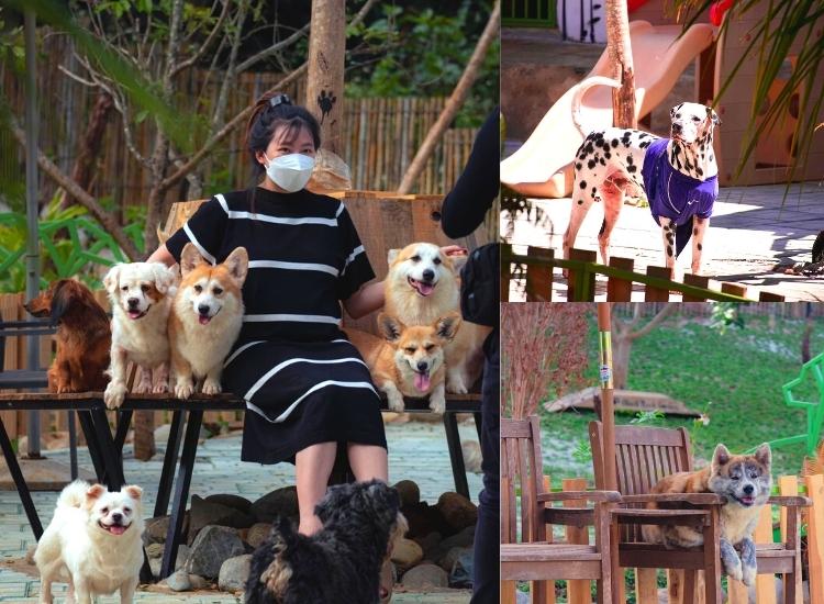 Các chú cún dễ thương và rất thân thiện, được huấn luyện bài bản