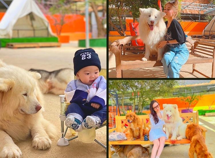 Các chú cún ở đây rất thân thiện và hợp tác để chụp hình lắm nhé