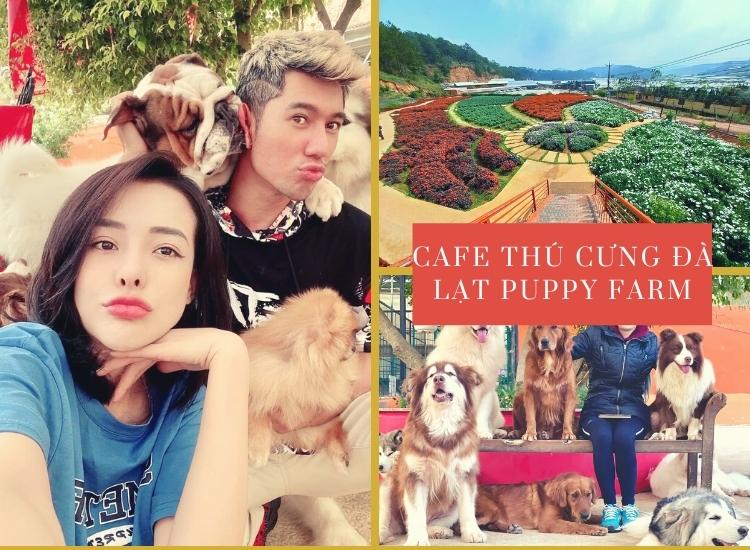 Pupy Farm Đà Lạt - địa điểm cafe và vui chơi cùng những chú cún được yêu thích
